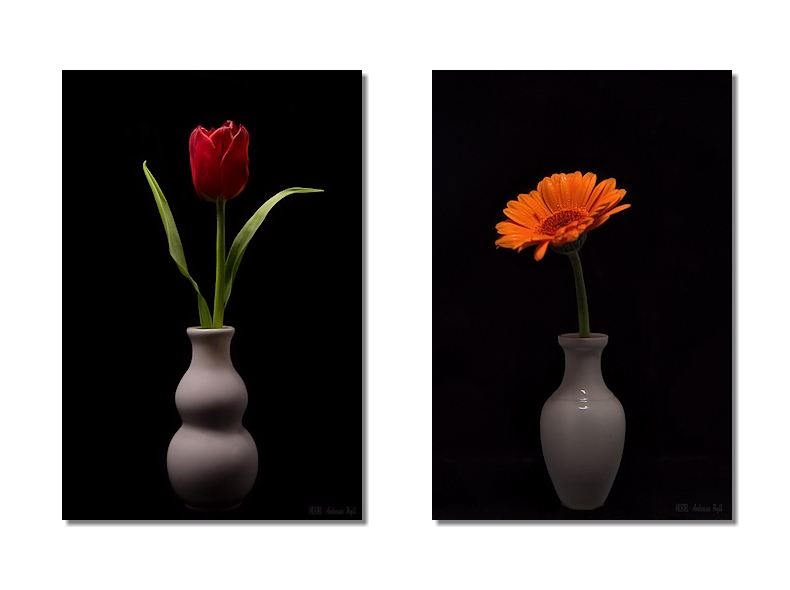 flower, art photography