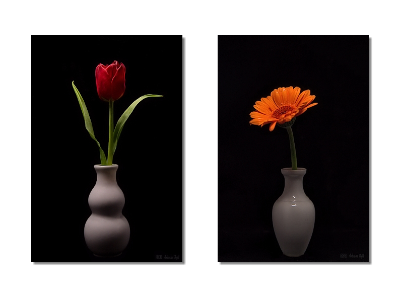 flower, art photography flower, art photography