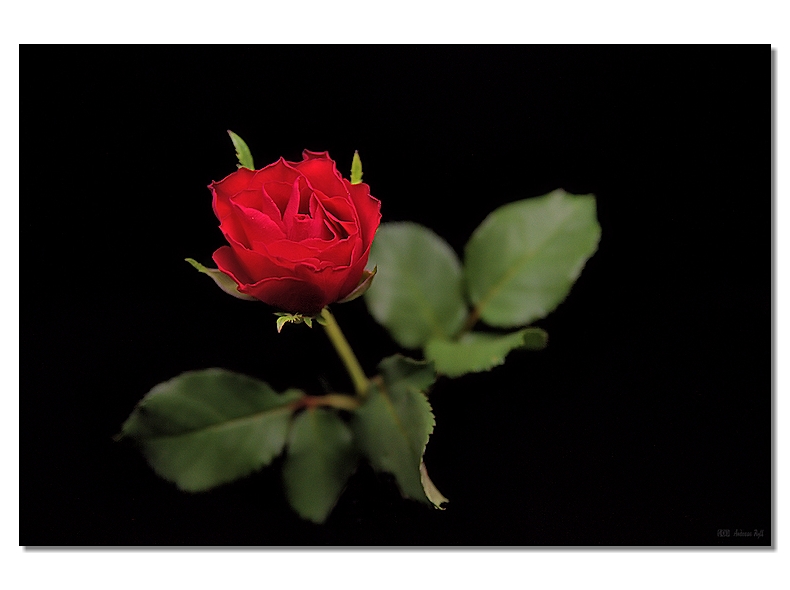 the rose, art photography