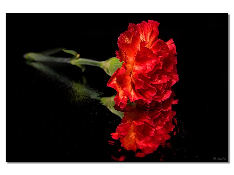 the rose of the proletariat, art photography