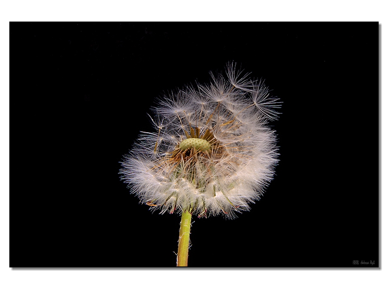 flower in the wind, art photography flower in the wind, art photography