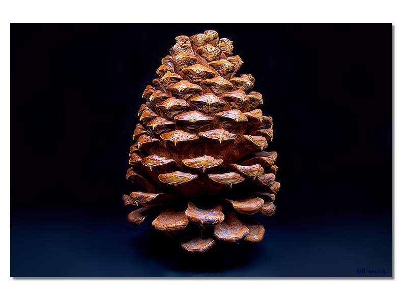 forest fruit, art photography